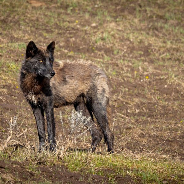 Wolf Tracking with Evan Stout https://www.instagram.com/yellowstonewildlifeguideco/