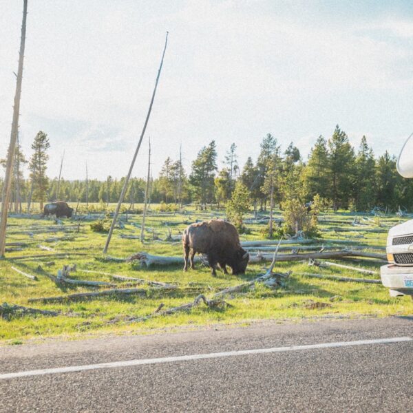Photo Yellowstone Bison